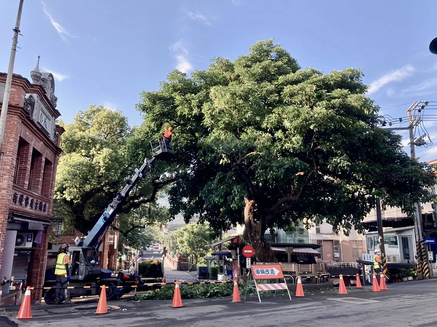 進行樹木檢測及蟲害防範