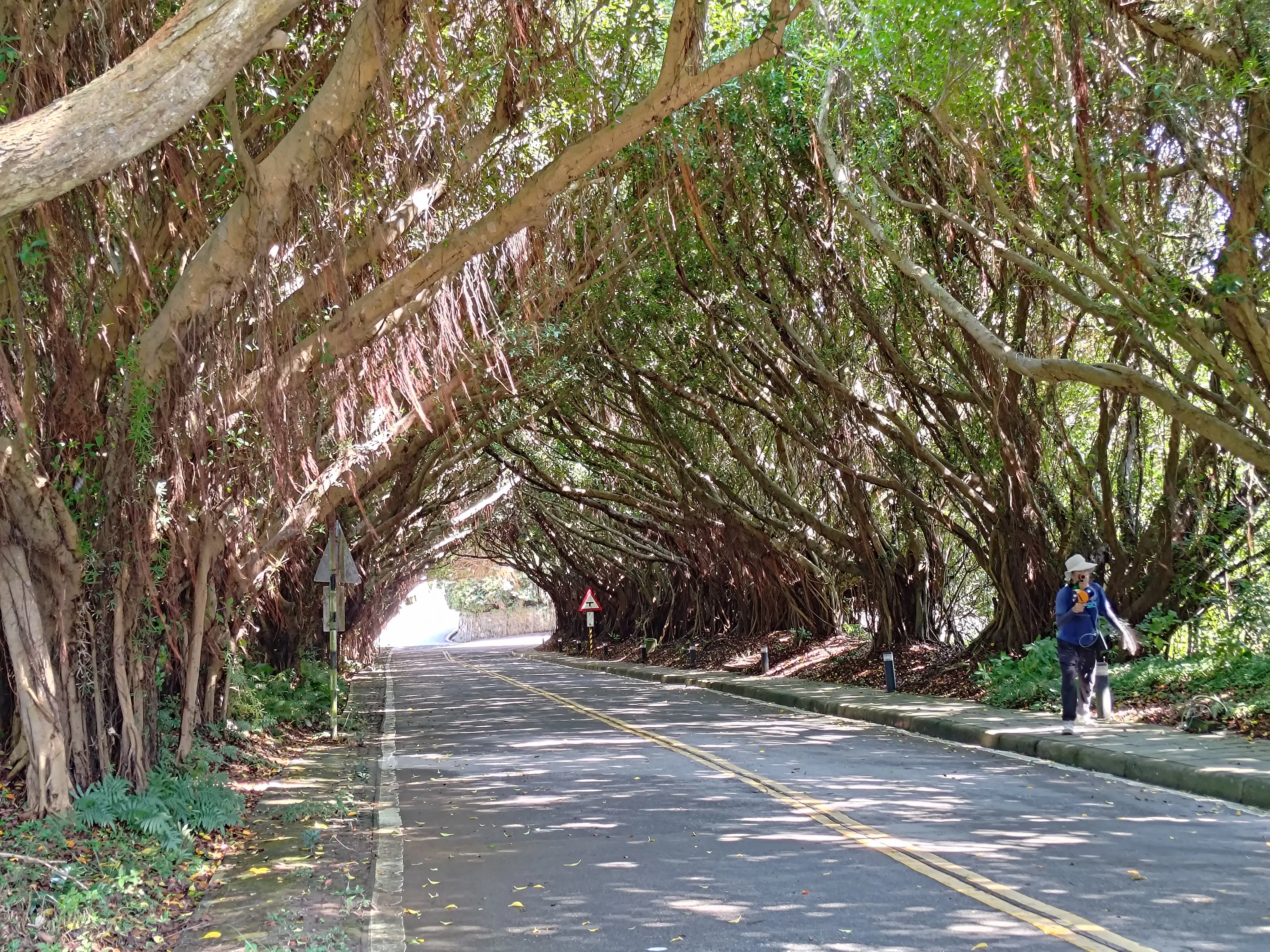 都市林管理組負責管理行道樹及公園樹等