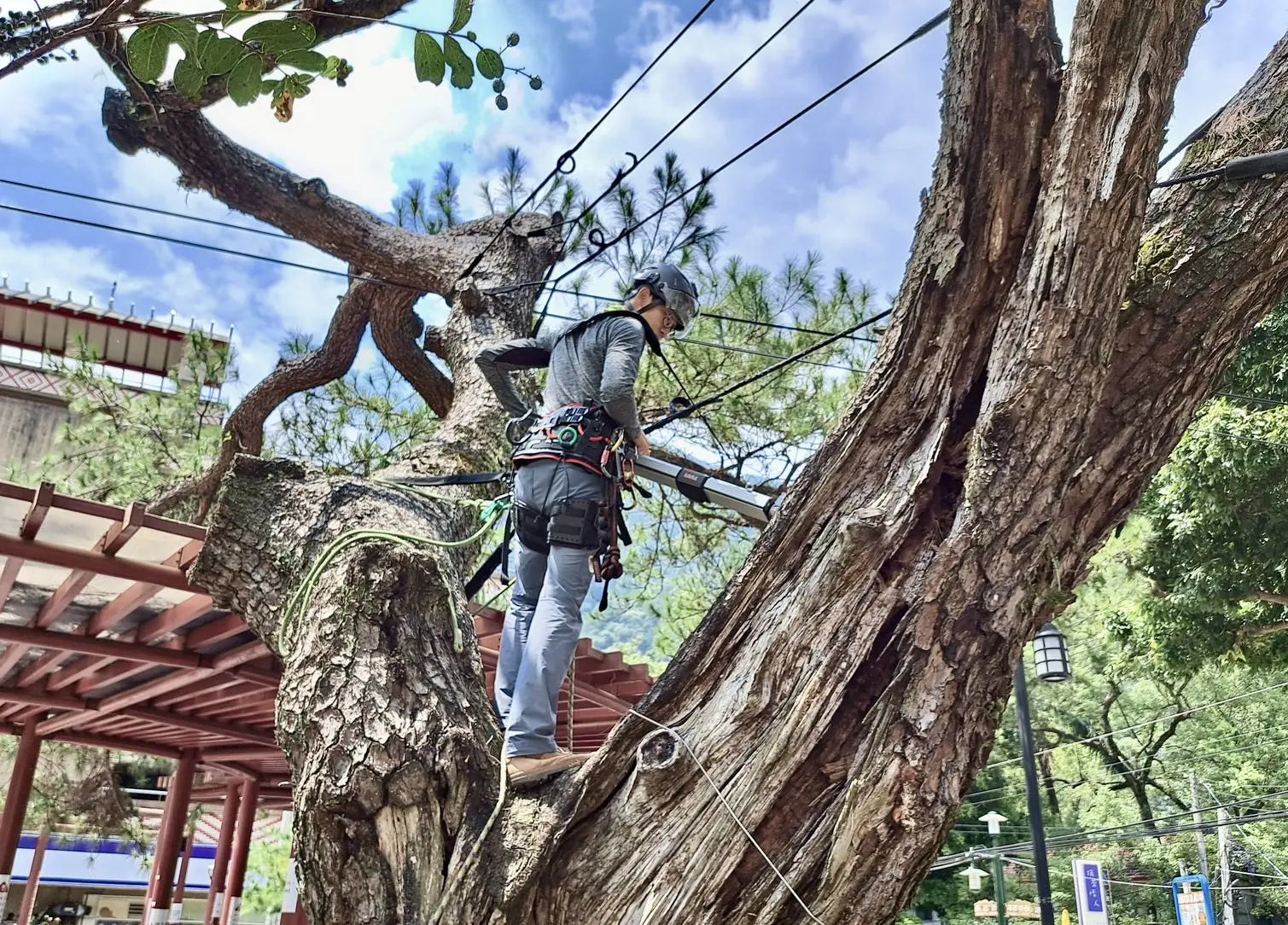 攀樹師 林業技師